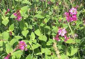 Rote Lichtnelke - Silene dioica (L.) Clairv.