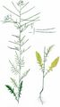 Tall Rocket - Sisymbrium altissimum L.