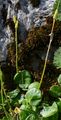 Alpine Snowbell - Soldanella alpina L.