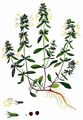 Einjähriger Ziest - Stachys annua (L.) L.