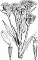 Marsh Fleawort - Tephroseris palustris (L.) Rchb.
