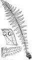 Lemon-Scented Fern - Thelypteris limbosperma (All.) H. P. Fuchs