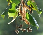 Large-Leaved Lime - Tilia platyphyllos Scop.