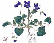 Hunds-Veilchen - Viola canina L. 