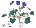 Heath Dog-Violet - Viola canina L.