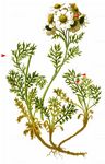 Schwarzrandige Schafgarbe - Achillea atrata L. 