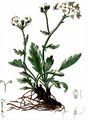 Silvery Milfoil - Achillea clavennae L.