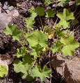 Langhaariger Frauenmantel - Alchemilla crinita Buser