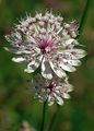 Astrantia major (Große Sterndolde) - Die Blüten sind in Dolden angeordnet, die Schauwirkung wird durch die großen weiß-grünen Hochblätter verstärkt