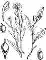 Gold-Of-Pleasure - Camelina sativa (L.) Crantz 