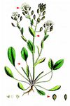 Englisches Löffelkraut - Cochlearia anglica L. 