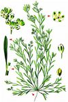 Gewöhnlicher Hirschsprung - Corrigiola litoralis L. 