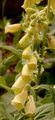 Großblütiger Fingerhut - Digitalis grandiflora Mill.