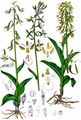 Marsh Helleborine - Epipactis palustris (L.) Crantz