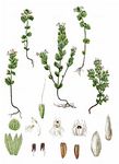 Bunter Augentrost - Euphrasia picta Wimm. 