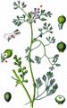 Fine-Leaved Fumitory - Fumaria parviflora Lam.