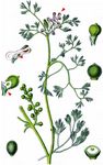 Kleinblütiger Erdrauch - Fumaria parviflora Lam. 
