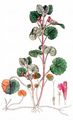 Echte Gundelrebe - Glechoma hederacea L.