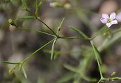 Mauer-Gipskraut - Gypsophila muralis L.