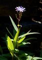 Tataren-Lattich - Lactuca tatarica (L.) C. A. Mey.