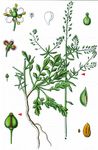 Grasblättrige Kresse - Lepidium graminifolium L. 