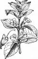 Immenblatt - Melittis melissophyllum L. 
