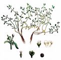 Quellkraut - Montia fontana L.