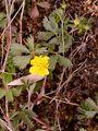 Englisches Fingerkraut - Potentilla anglica Laichard.