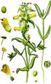 Late-Flowering Yellow Rattle - Rhinanthus angustifolius C. C. Gmel. 