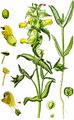 Late-Flowering Yellow Rattle - Rhinanthus angustifolius C. C. Gmel.