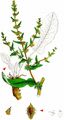 Fiddle Dock - Rumex pulcher L.