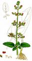 Geflügelte Braunwurz - Scrophularia umbrosa Dumort.