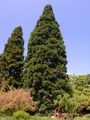 Wellingtonia - Sequoiadendron giganteum (Lindl.) J. Buchholz