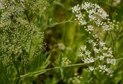 Großer Merk - Sium latifolium L.