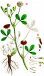 Schweden-Klee - Trifolium hybridum L. 