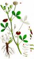 Alsike Clover - Trifolium hybridum L. 