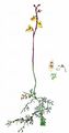 Kleiner Wasserschlauch - Utricularia minor L.