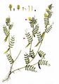 Large-Flowered Vetch - Vicia grandiflora Scop.