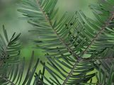 Giant Fir - Abies grandis (D. Don) Lindl.