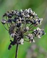 Berg-Lauch - Allium lusitanicum Lam.