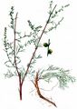Feld-Beifuß - Artemisia campestris L.