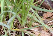Flaumiger Wiesenhafer - Avenula pubescens (Huds.) Dumort.