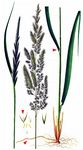 Land-Reitgras - Calamagrostis epigejos (L.) Roth 