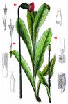 Alpen-Distel - Carduus defloratus L. 