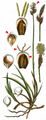 Rare Spring-Sedge - Carex ericetorum Pollich