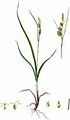 Saum-Segge - Carex hostiana DC.