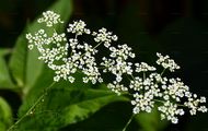 Knolliger Kälberkropf - Chaerophyllum bulbosum L.
