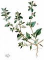 Stinking Goosefoot - Chenopodium vulvaria L.