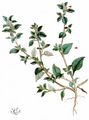 Stinking Goosefoot - Chenopodium vulvaria L. 