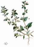 Stinkender Gänsefuß - Chenopodium vulvaria L. 